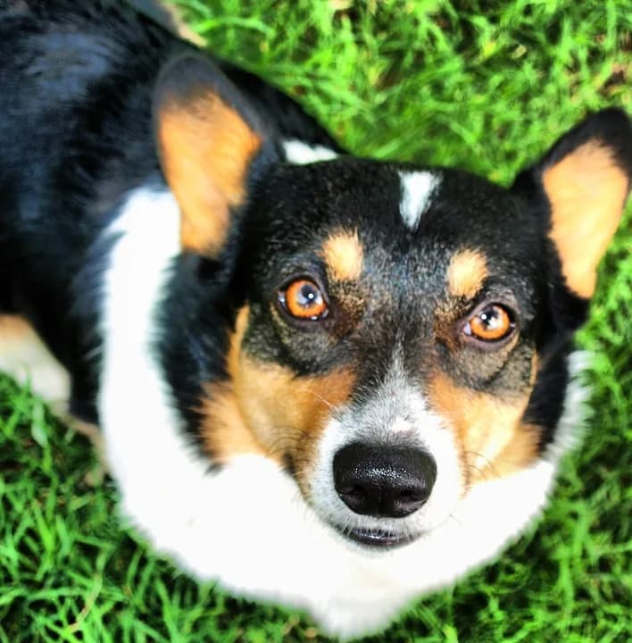 Corgi looking up