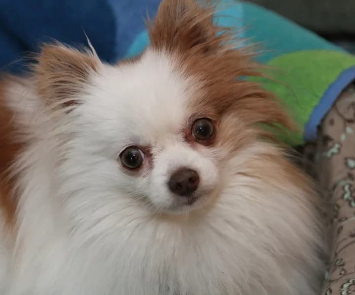 Fluffy Pomeranian