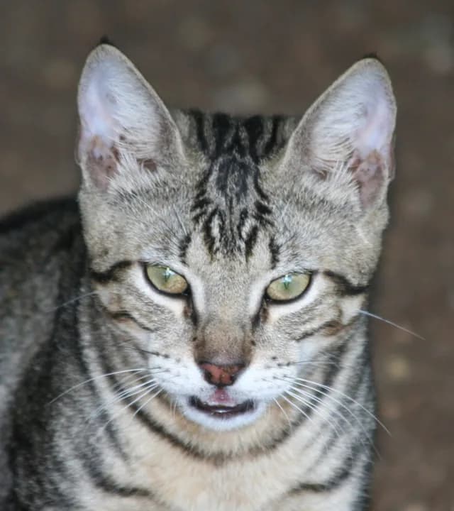 Tabby cat face